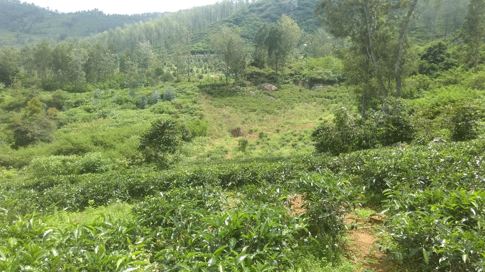 10 Agricultural, land for sale in Kotagiri